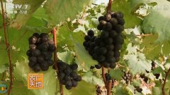 [农广天地]赵胜建利用主梢冬芽在数九天种出新鲜葡萄