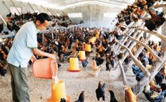 怎样提高养鸡场的效益？“十勤”改变你的鸡场收益