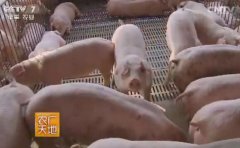 [农广天地]猪也住上二层楼 广西陆川黄祖东高架网床养猪创富的奥