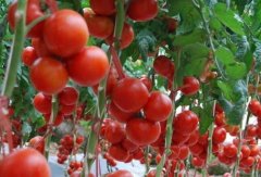 西红柿“两茬共生”种植法 巧办法育出“黄金果”
