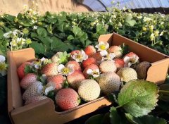 90后大学生贾建冬农村创业种植白草莓的致富路