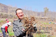 一亩当归纯收入8000元 成了致富藏乡的好项目