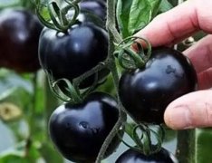 黑番茄多少钱一斤?2017年黑番茄种植前景及效益分析
