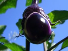 茄子种植时间和栽培方法