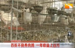 河北栾城王凯靠肉鸽养殖一年收益上百万元
