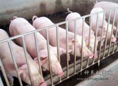 专家预计2017年猪肉价格虽有回落，但养猪仍能赚钱