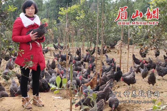 仁寿县黄英荒山散养跑山鸡 生态养殖效益高