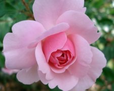 蔷薇花栽种时间及养护方法，怎么样才能花开更盛？