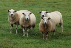 2017年活羊价格行情走势分析：2-3月羊价北升南降，上涨可能性大