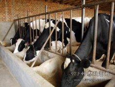 怎样提高养牛效益？农村奶牛养殖八大误区