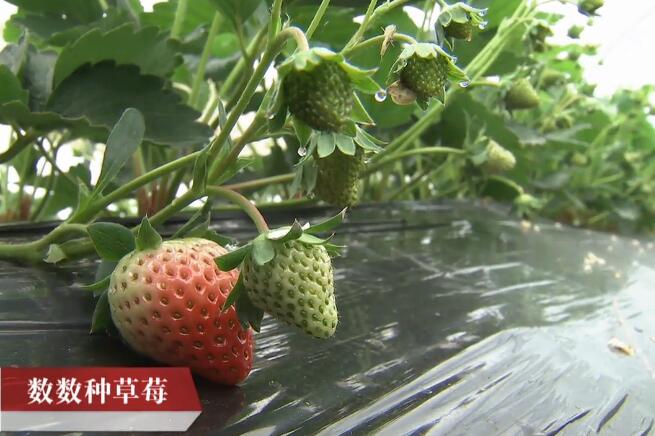 [科技苑]安徽长丰田峰数数种草莓 LED补光 生物防治虫害有妙招