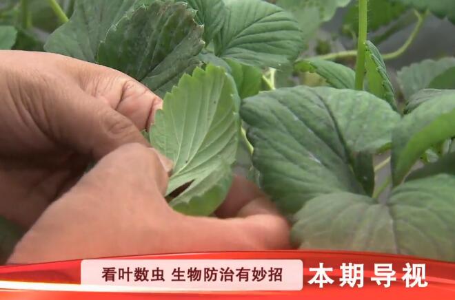 [科技苑]安徽长丰田峰数数种草莓 LED补光 生物防治虫害有妙招