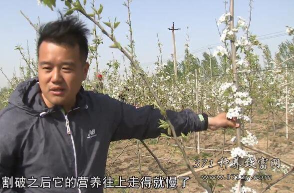 [科技苑]高密度种植梨树亩产1万斤！三个小伙“创”出新梨园