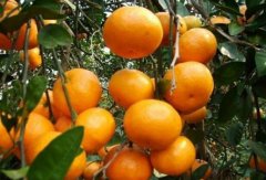 柑橘多少钱一斤？2017年最新柑橘价格行情预测