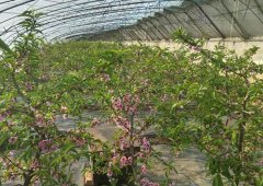 大棚桃树种植技术：大棚桃树萌芽后的七个管理要点