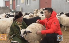 [每日农经]内蒙古苏尼特羊（熊猫羊）的养殖条件及效益