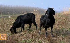 [每日农经]湖南努比亚黑山羊养殖效益高 200只羊一年收入30万