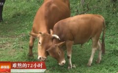 [科技苑]湖北宜昌肖贤方如何让小黄牛生产出雪花肉
