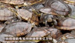 [致富经]单凯养殖长得慢的黑颈龟快速赚来亿万财