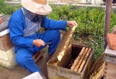 养好蜂重在繁育管理