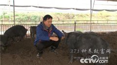 重庆李海林养盆周山地猪年入亿元是如何做到的