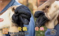 广东汕头狮头鹅养殖效益高一只能赚20元