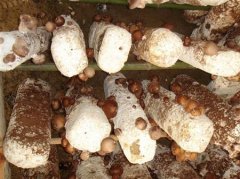 香菇栽培湿度多少最好？