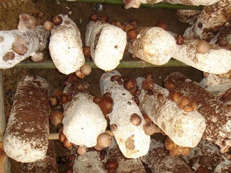 香菇生长发育期湿度多少适宜？