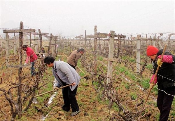 春季葡萄种植的施肥“七错误”要避免 农业之友网