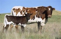 母牛妊娠期和哺乳期的饲养管理