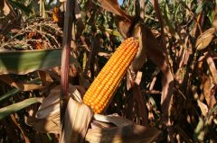 2017年玉米价格行情分析:价格上涨或到高峰 售粮莫失良机!