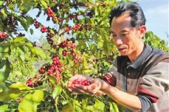 一粒豆香飘精品市场 咖啡种植带动农民增收致富