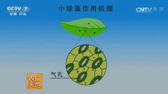 [农广天地]新型功能性肥料:二氧化碳捕集剂 20170316