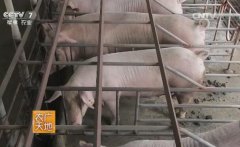 [农广天地]猪鸡粪变沼气沼液种菜综合利用技术