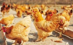 北京油鸡养殖技术及林下散养的要求