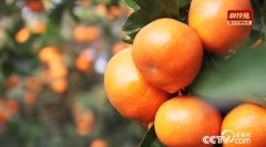 重庆袁东升种植柑橘没有大小年亩产量稳定五千多斤是如何做到的