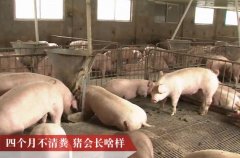 [科技苑]陈忠洪 高架网床猪舍四个月不清粪 奇招妙法养出生态猪