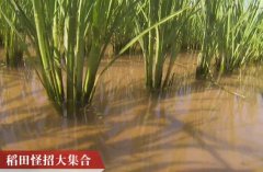 [科技苑]麦意琳稻田怪招种出优质好水稻