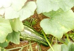 南瓜什么时间种植好？栽培南瓜的方法和病虫害防治技术