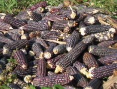 黑玉米多少钱一斤?种植黑玉米利润高吗