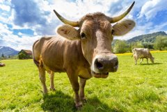 2017年养一头牛能赚多少钱?需要投资多少成本?