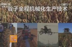 [农广天地]谷子间苗和收割全程机械化生产技术
