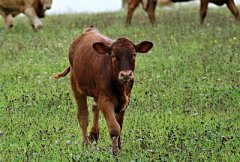 投资30万元能养多少头牛?