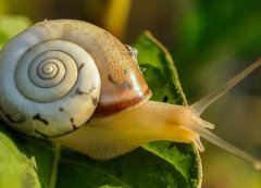 蜗牛是什么动物？对农作物有害吗？怎么养蜗牛