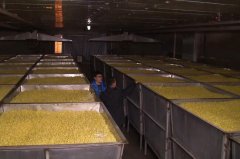 [科技苑]令人震撼的豆芽车间:豆芽工厂化孵化生产技术