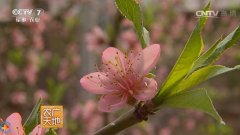 [农广天地]温室油桃种植花果期管理技术