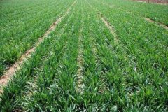 华北灌溉冬小麦水肥一体化的原则及建议
