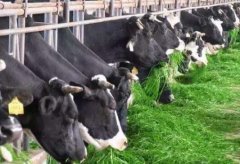 农村奶牛养殖八大误区！科学养牛才能效益好