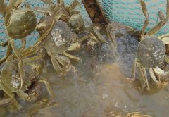 今年该如何养河蟹？2017年河蟹养殖现状分析
