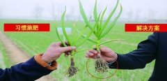 破解中国最大蒜种植区的土壤之“谜”